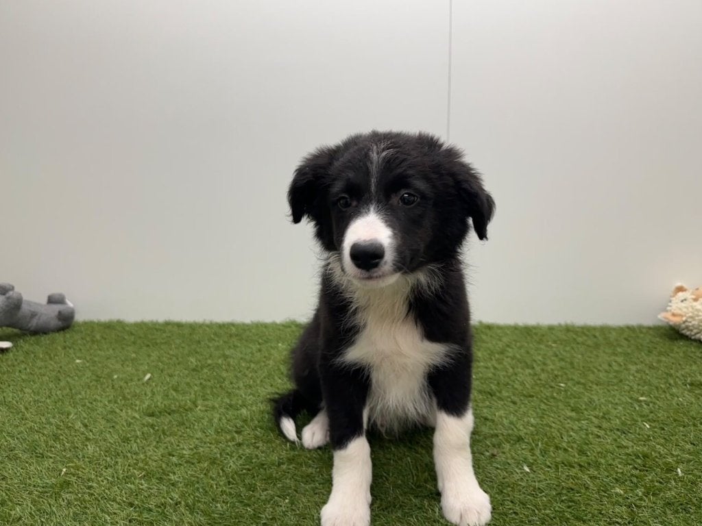 Chiot Border Collie