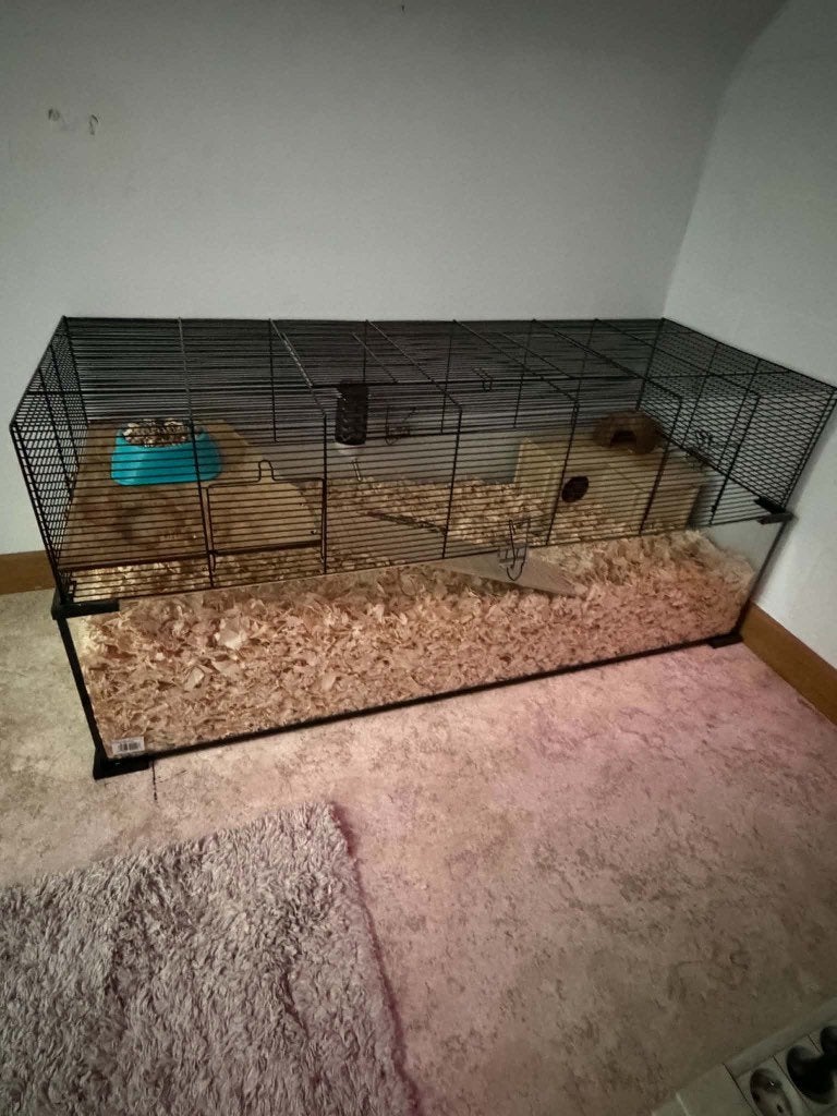 Gerbils plus toebehoren, Animaux & Accessoires, Mâle, Domestique, Avril, Autres types
