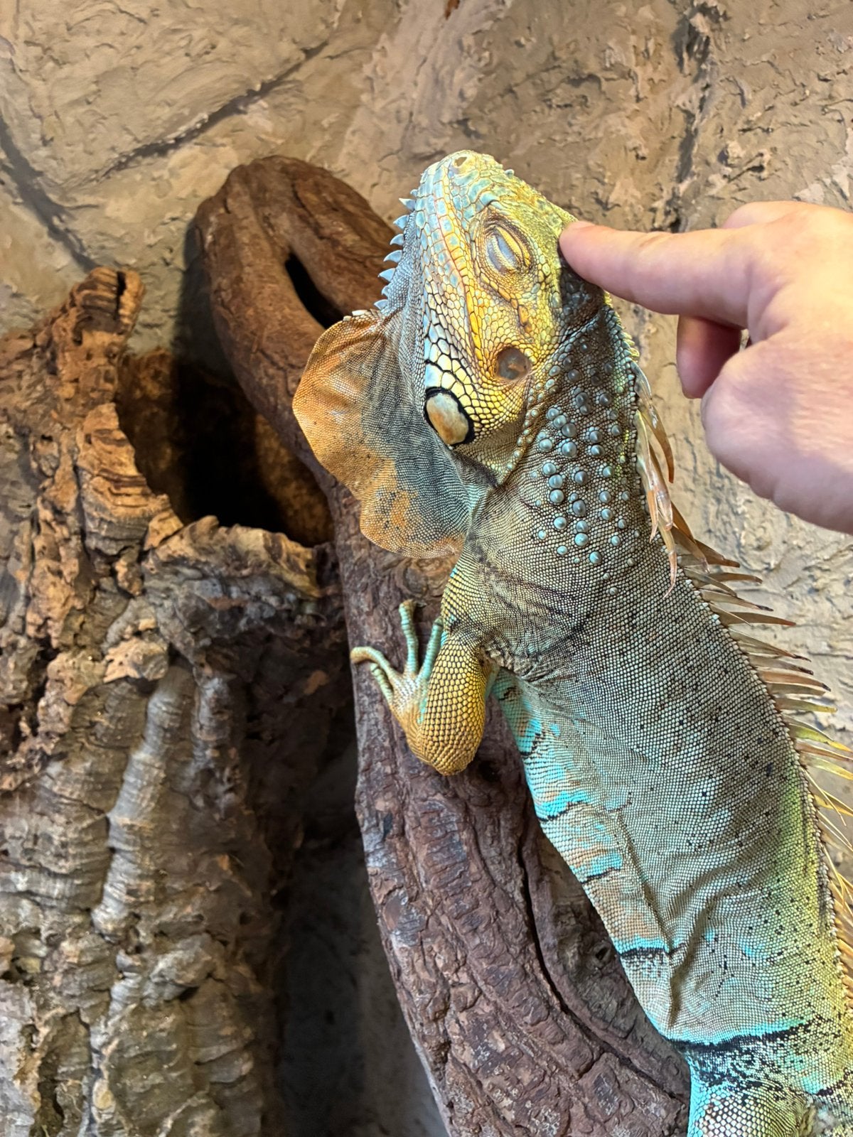 Handtamme Blauwe leguaan 7,5j oud, Dieren en Toebehoren, Met terrarium
