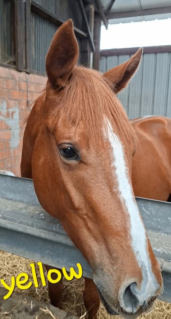Te koop brave ruin 4 jaar, Dieren en Toebehoren, Paarden, Ruin, Zadelmak, 3 tot 6 jaar, Ontwormd