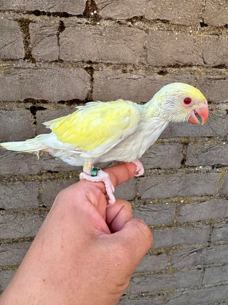 Halsbandparkiet baby geel en wit opaline 2026, Dieren en Toebehoren