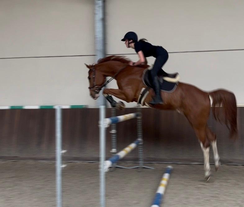 Training Paarden, Dieren en Toebehoren, Zadelmak