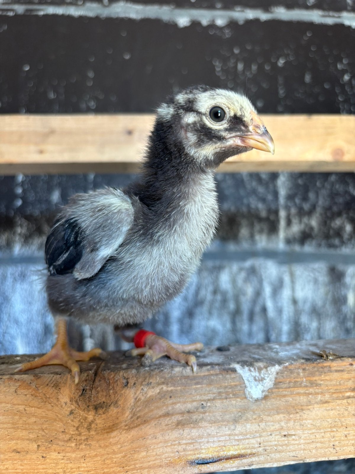 Wyandotte groothoen zilverzwart gezoomd kuiken, Dieren en Toebehoren, Pluimvee, Geslacht onbekend
