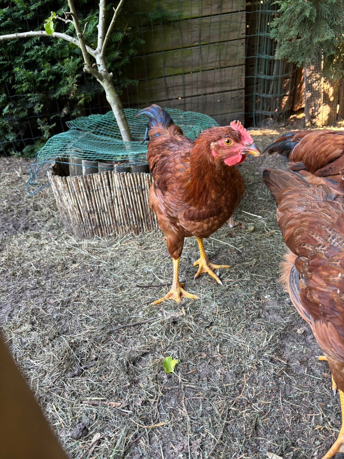 Hanen gratis, Dieren en Toebehoren, Pluimvee