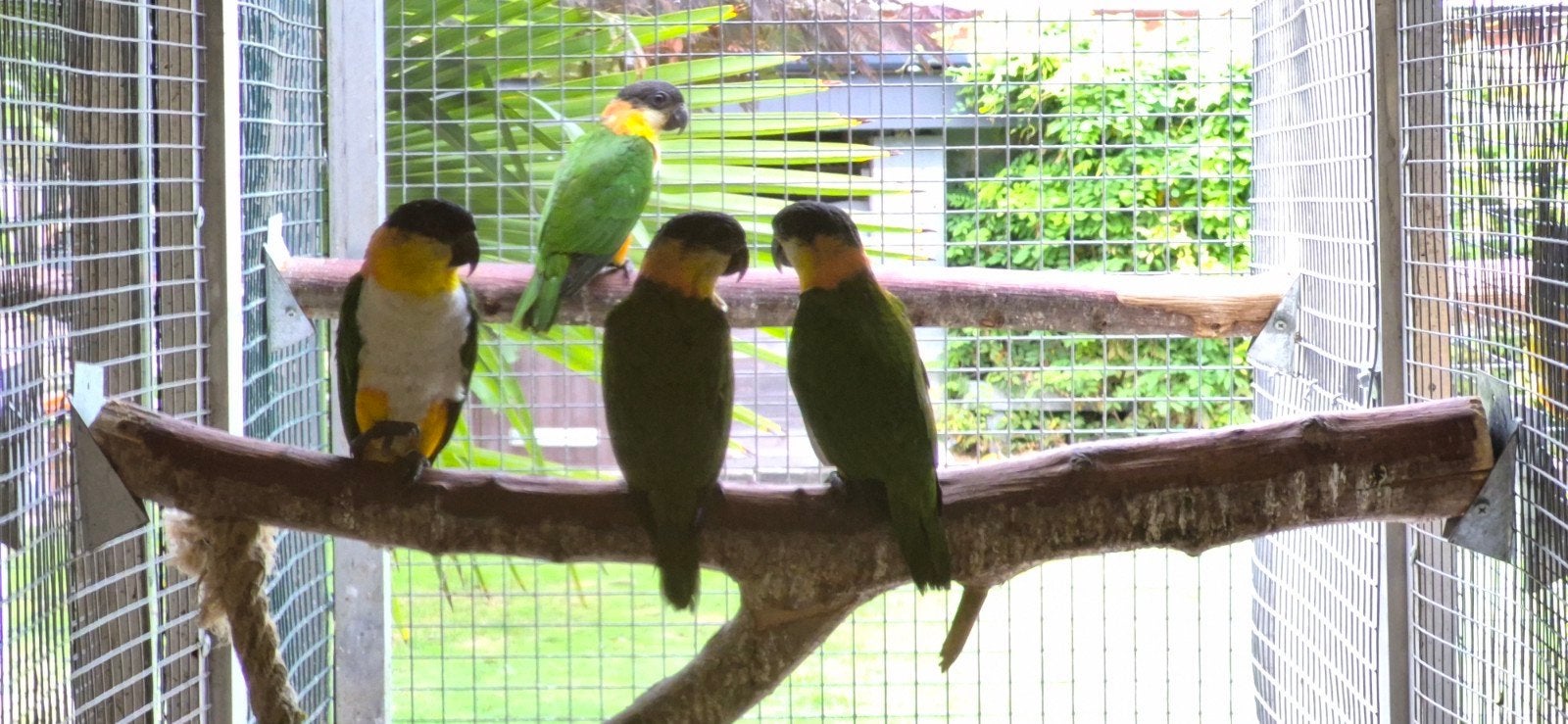 caiques tête noire, Mâle, Perroquet, Bagué