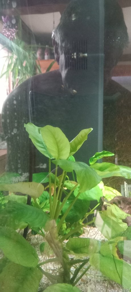 aquarium en toebehoren, Poissons inclus, Comme neuf, Enlèvement, Autres types
