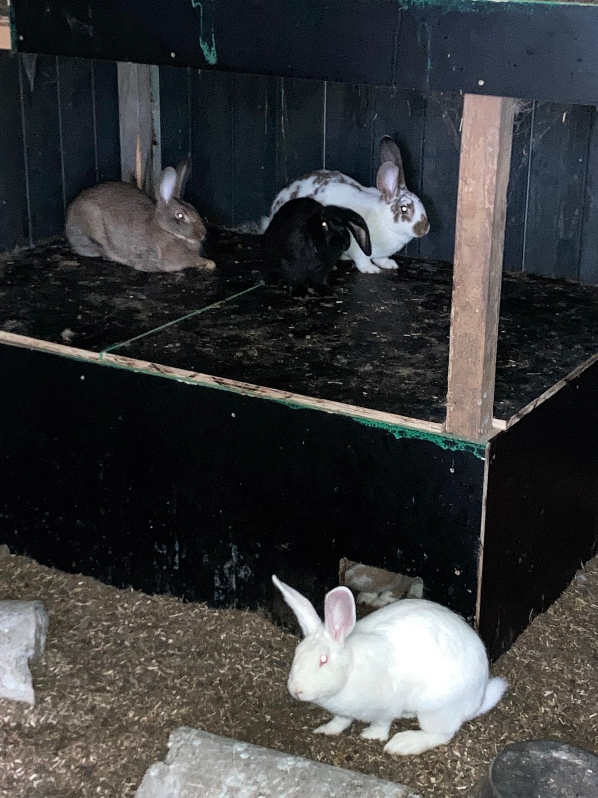 Vlees konijen te koop, Dieren en Toebehoren