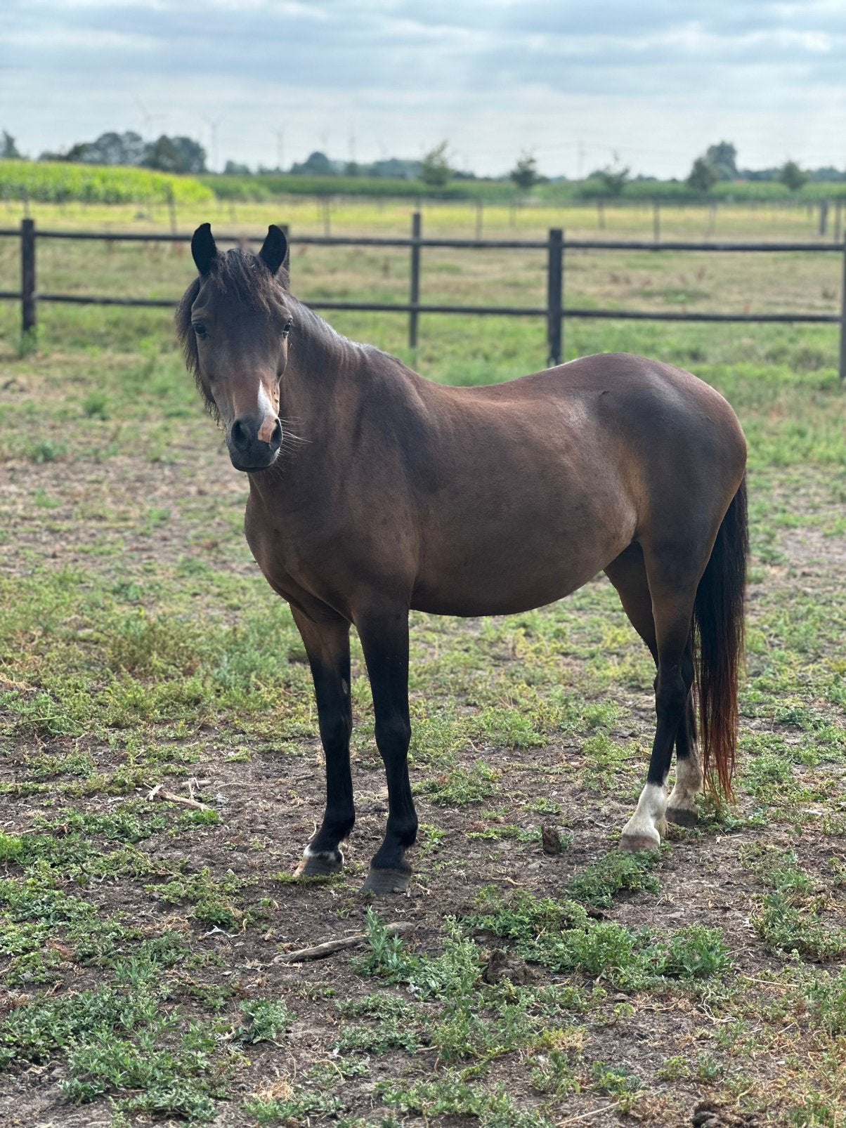 Pony, Animaux & Accessoires, Chevaux, Vermifugé, B, Moins de 160 cm, Cheval de récréation