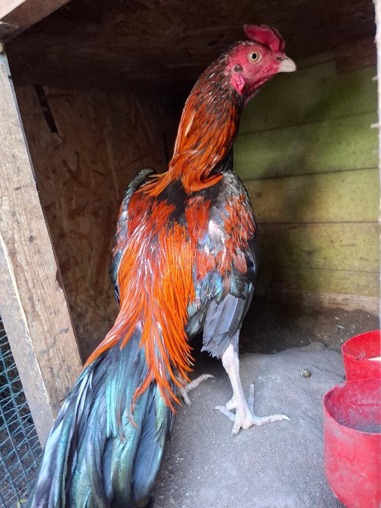 Shamo aseel haan, Mâle, Poule ou poulet