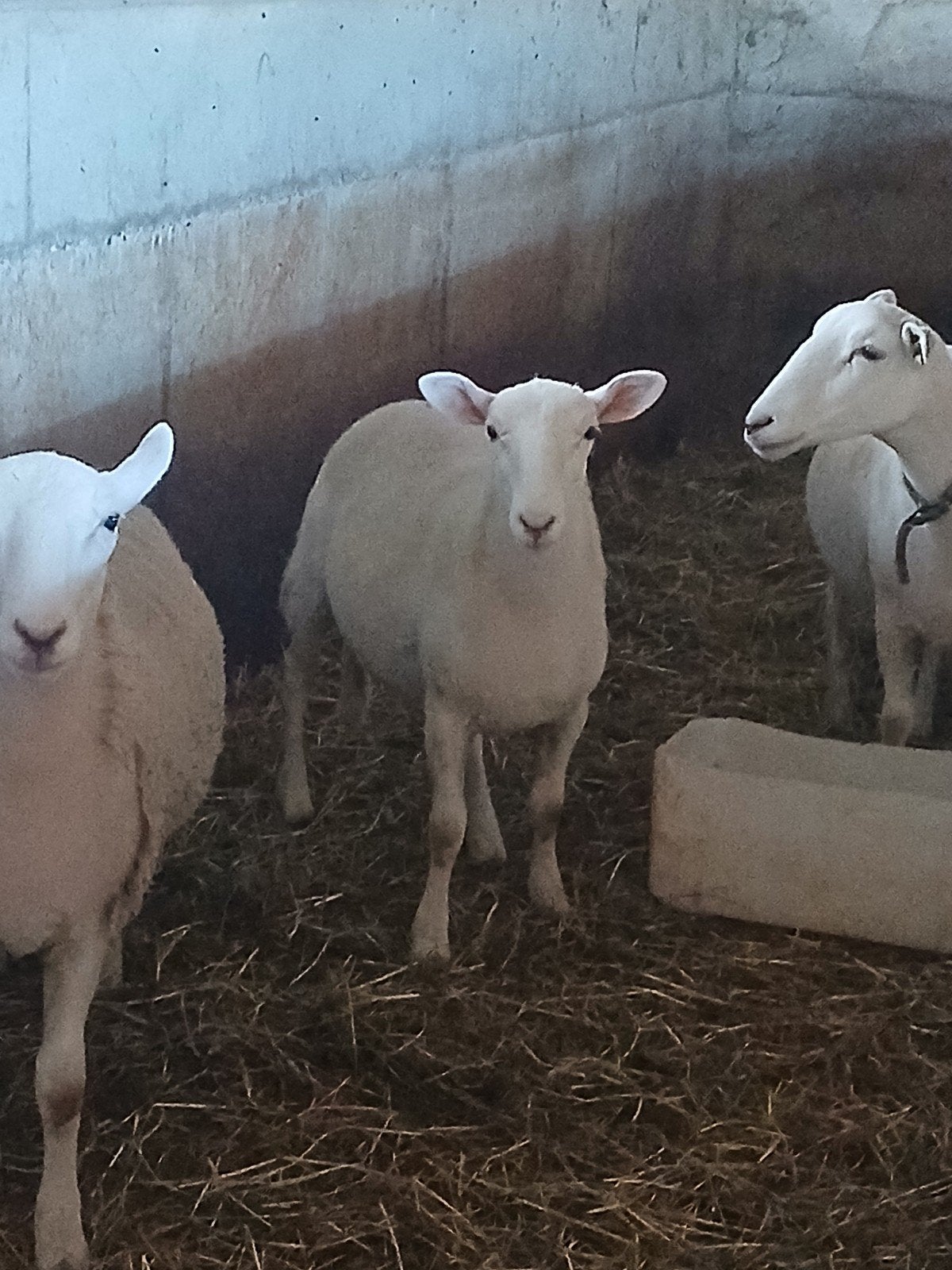 ram te koop, Dieren en Toebehoren, Schapen, Geiten en Varkens, Mannelijk, Schaap, 0 tot 2 jaar