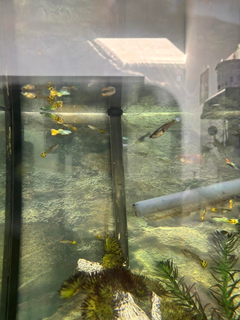 Guppy’s