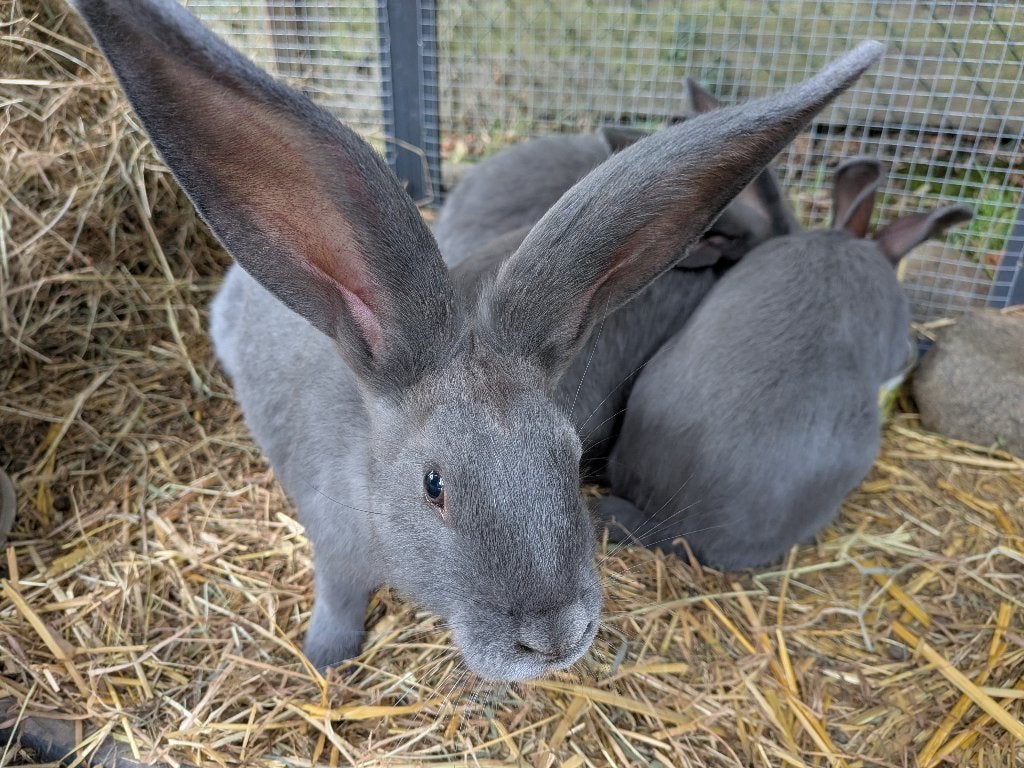 Te koop: 3 jonge Blauw Van Ham rammelaars, Dieren en Toebehoren, Konijnen, Mannelijk, Groot, 0 tot 2 jaar