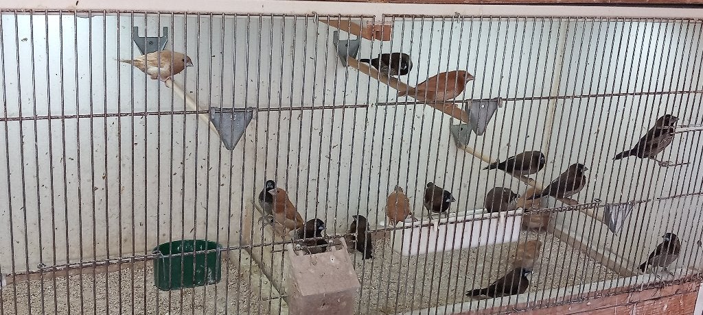 japansemeeuwen, Dieren en Toebehoren, Overige Dieren, Januari