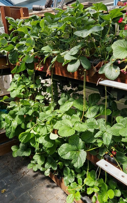 Bato aardbeibakken met aardbeiplanten, Ophalen, Vaste plant, Fruitplanten, Volle zon
