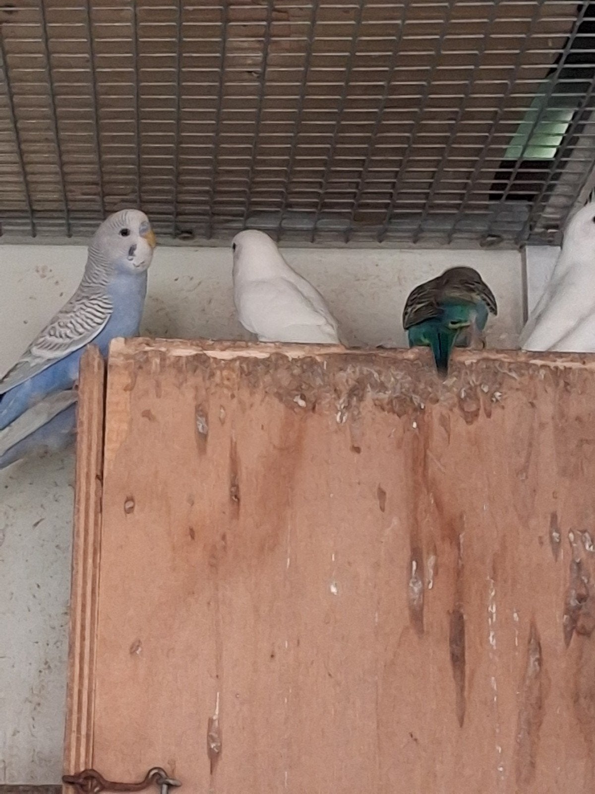 perruches ondulées, Animaux & Accessoires