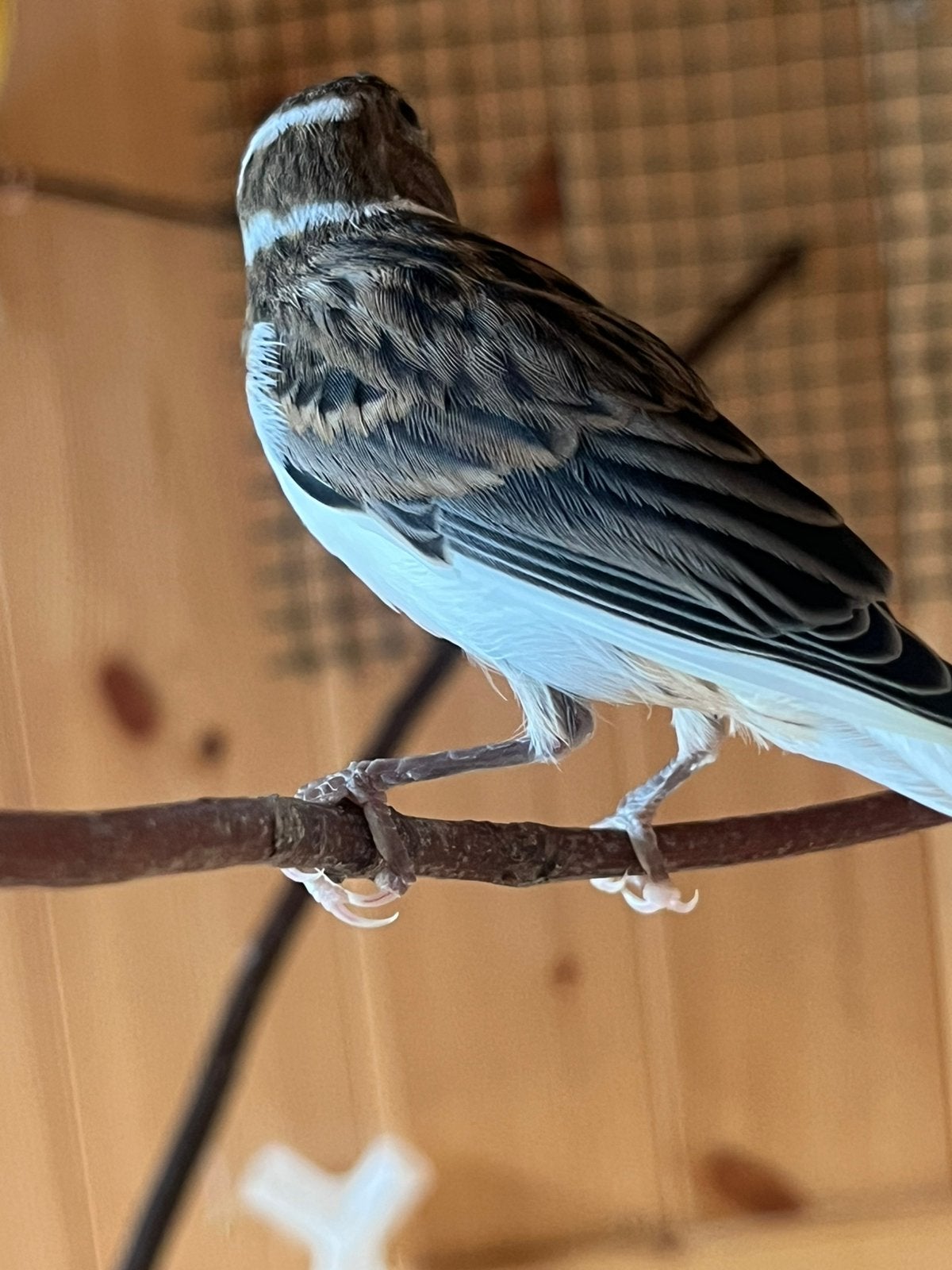Bebe canari de 30 jours raza espagnol, Plusieurs animaux, Oiseau chanteur sauvage, Bagué