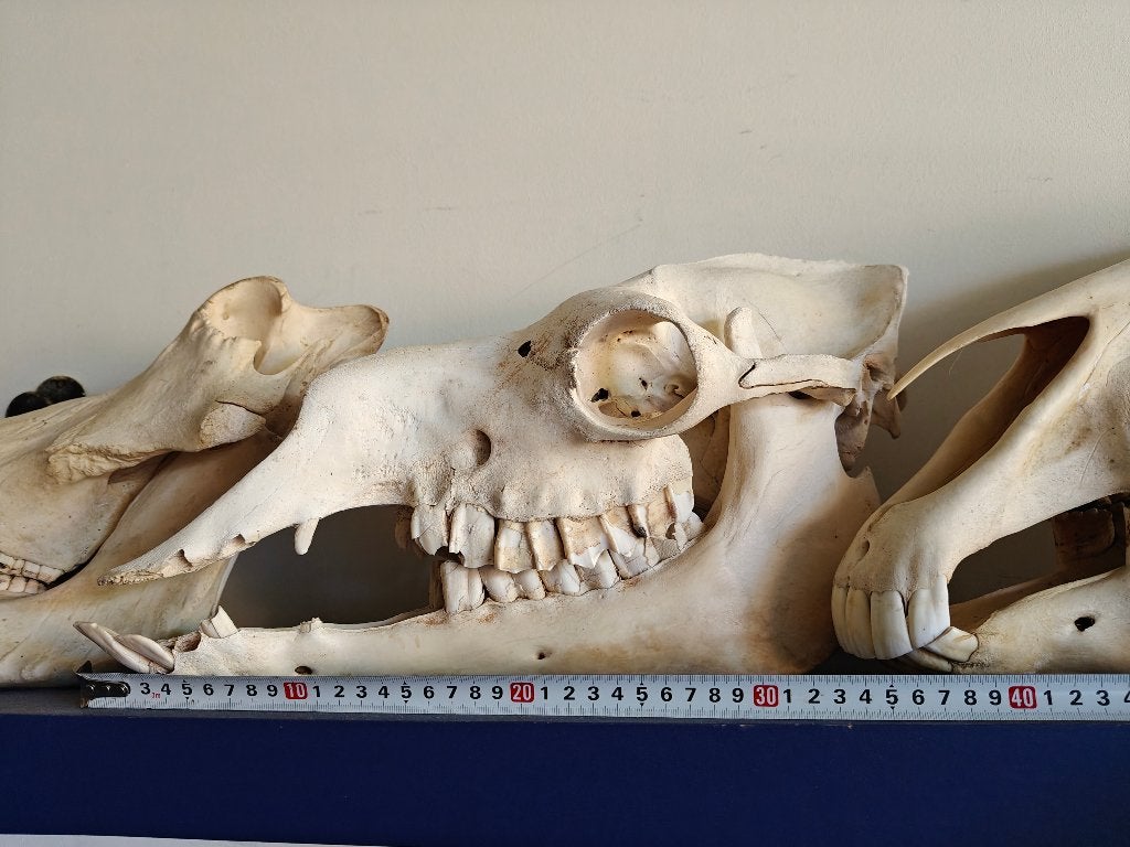 Schedel dromedaris, Verzamelen, Dierenverzamelingen, Ophalen of Verzenden, Gebruikt, Overige soorten, Schedel