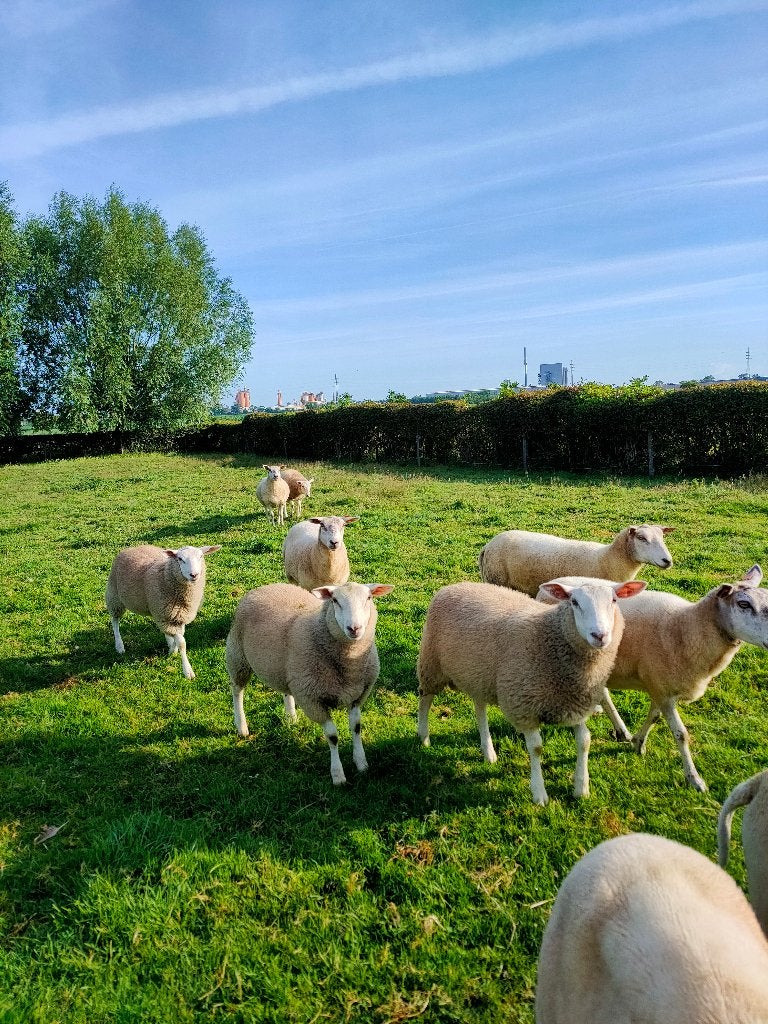 lammeren schapen, Dieren en Toebehoren, Meerdere dieren, Schaap, 0 tot 2 jaar