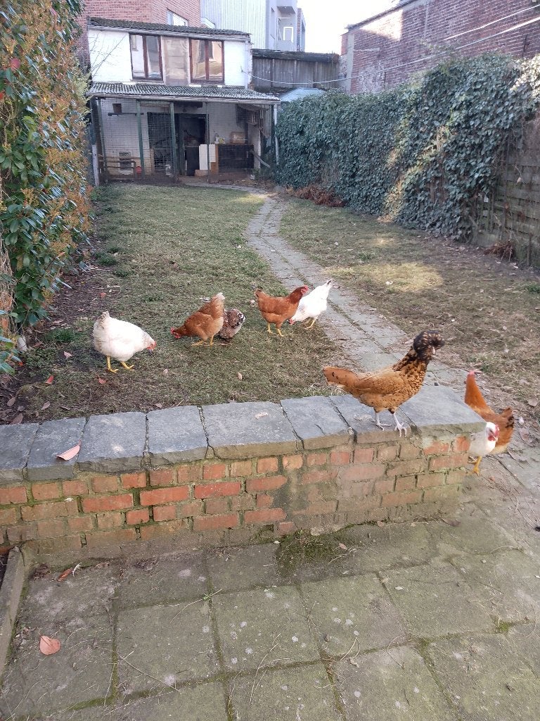 oeufs frais du jour à 1082 Bruxelles 6 à 2.5€ ou 12 oeufs 4€, Divers, Enlèvement