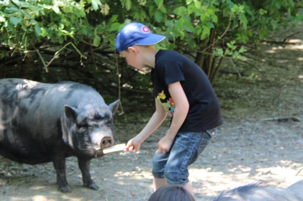 Anniversaire enfant avec rapace et animaux, Hobby & Loisirs créatifs, Articles de fête, Neuf, Enlèvement