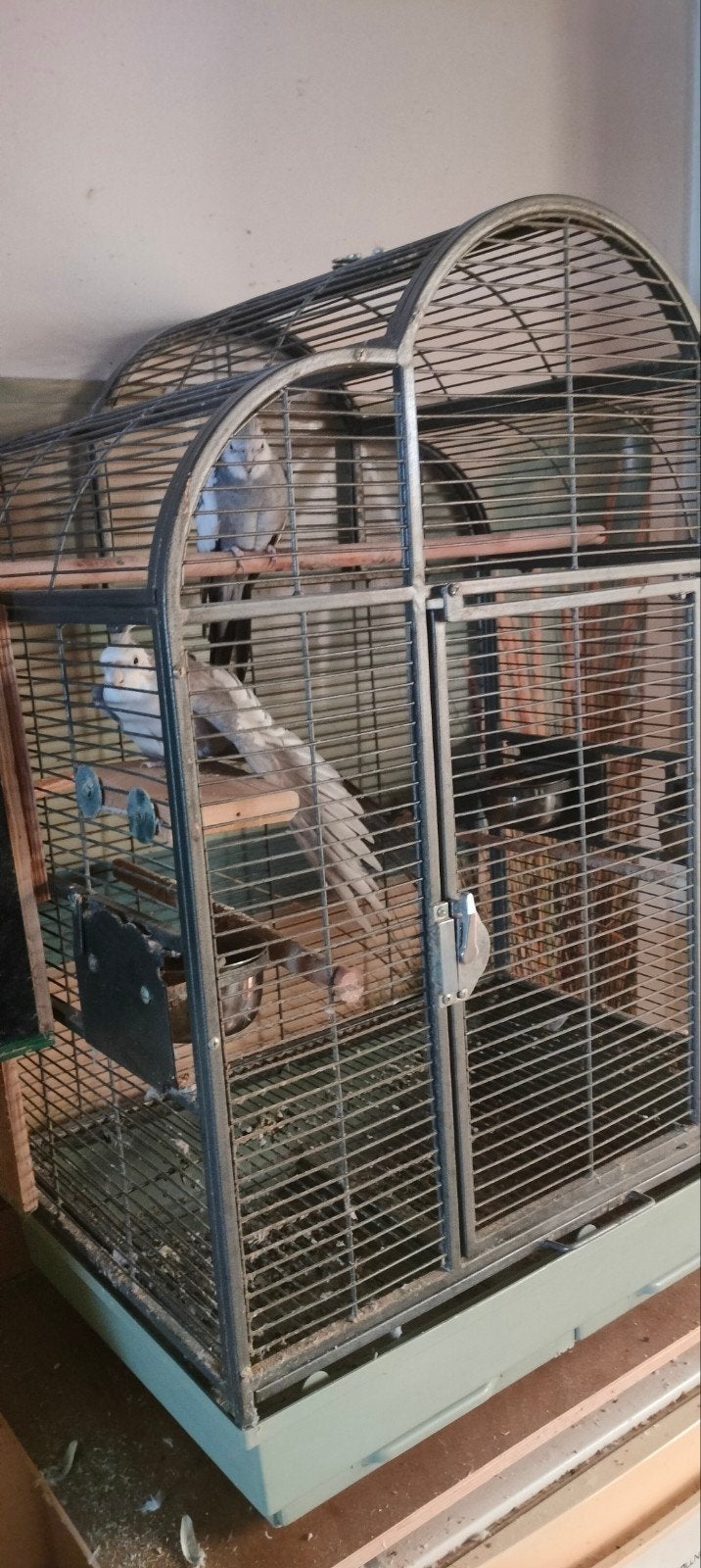 2 halftamme valkparkieten plus kooi, Plusieurs animaux, Perruche