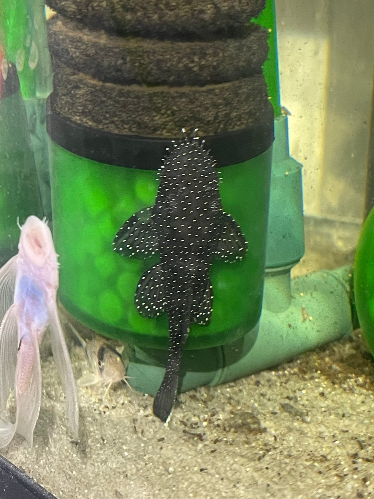 L181-pleco – ongeveer 5,5 cm