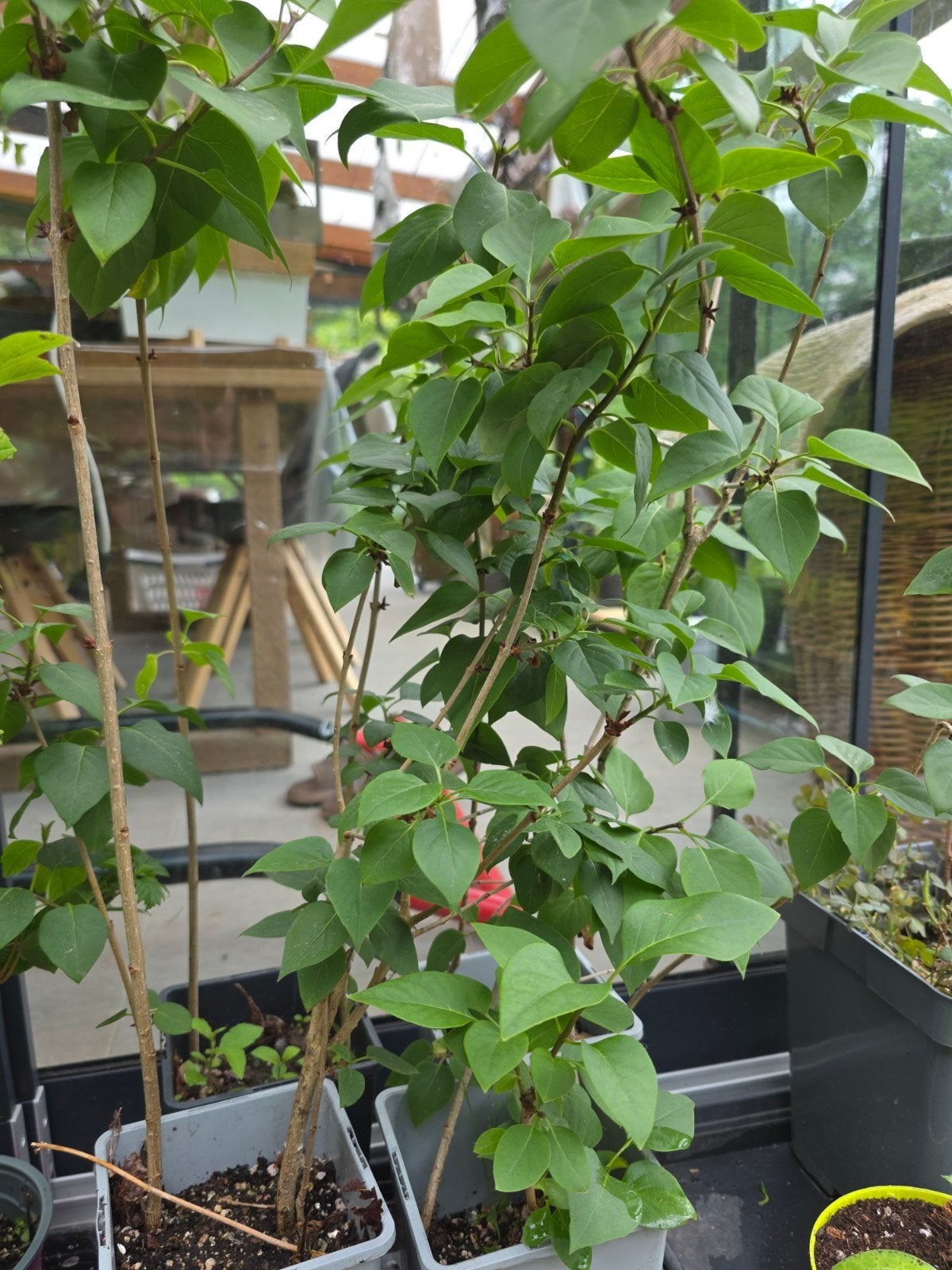 Syringa vulgaris sering plant, Tuin en Terras, Ophalen