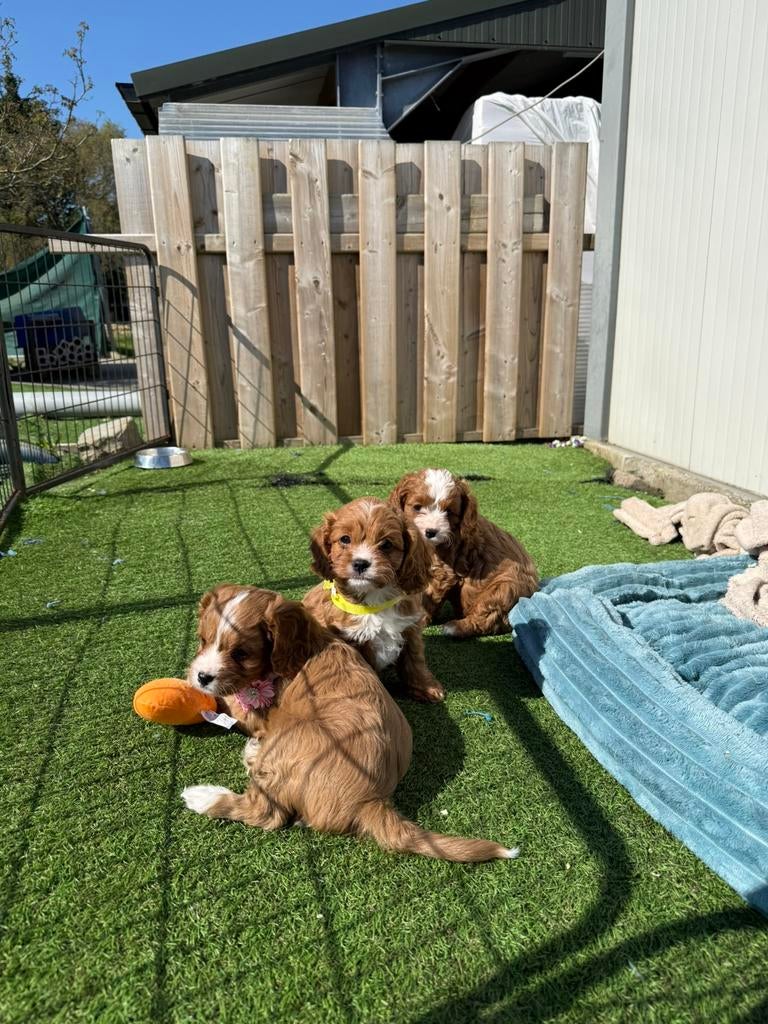 Prachtige cavapoo pups, Animaux & Accessoires, Chiens | Retrievers, Épagneuls & Chiens d'eau, Plusieurs animaux, Autres races