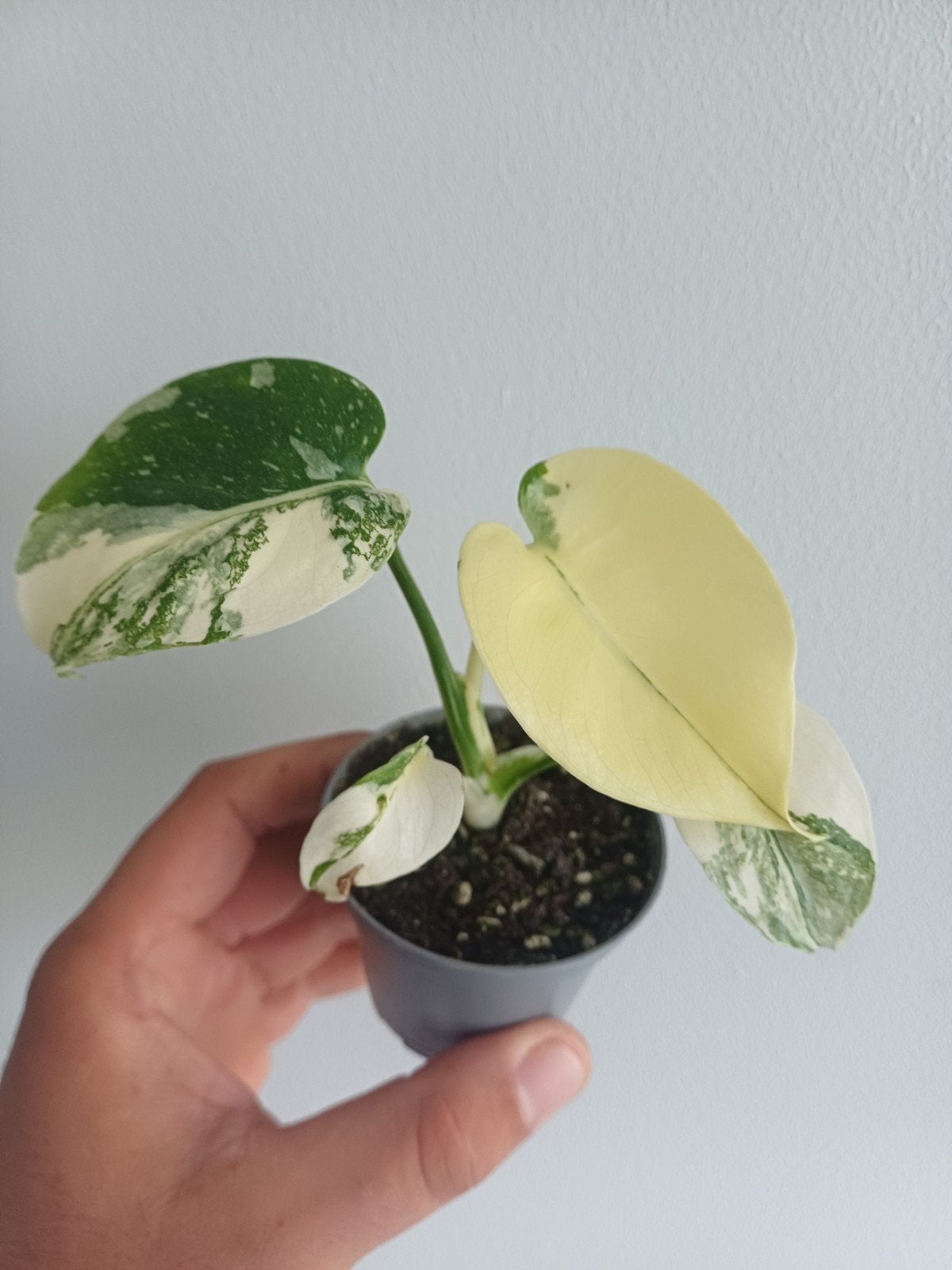 Monstera Cream Cheese, Huis en Inrichting, Kamerplanten, Overige soorten, In pot, Minder dan 100 cm, Groene kamerplant