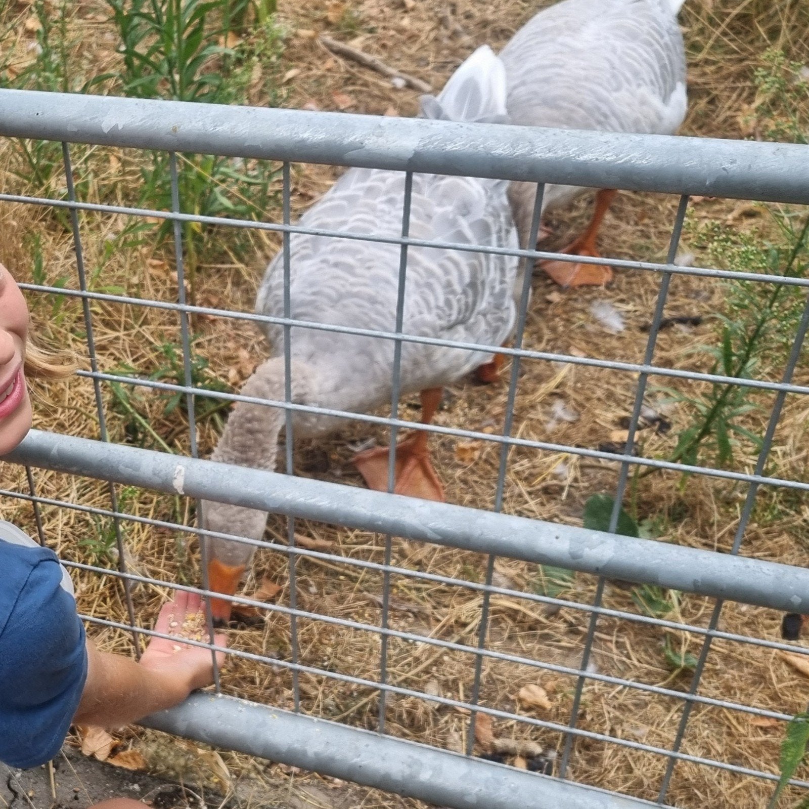 Oies Steinbacher, Plusieurs animaux, Oie ou Cygne