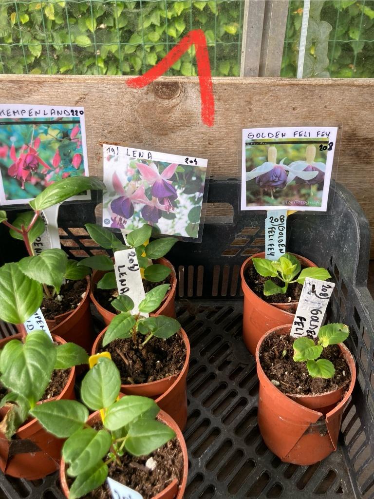 fuchsia voorjaarsstekken, Tuin en Terras, Planten | Tuinplanten, Ophalen of Verzenden, Zomer, Vaste plant, Halfschaduw