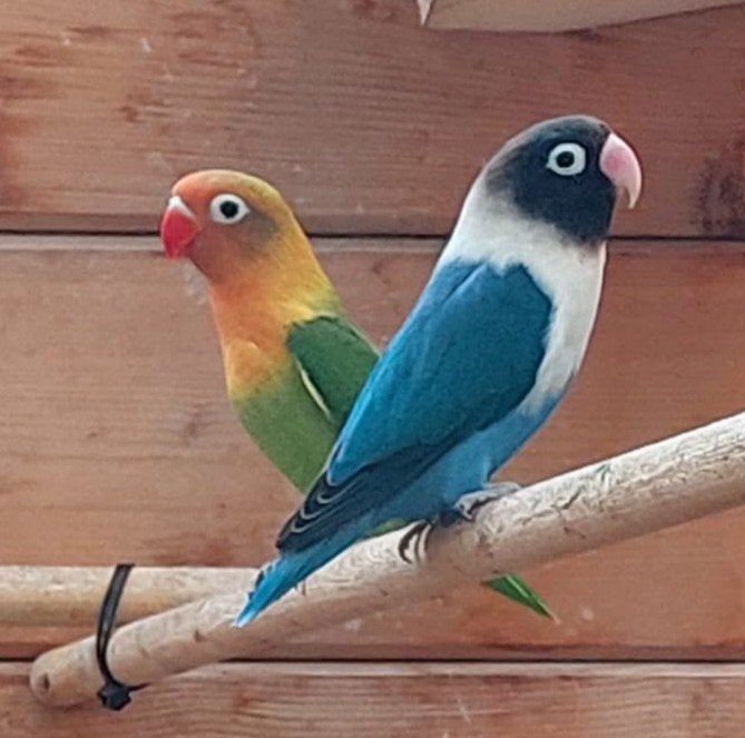 agapornissen, Dieren en Toebehoren