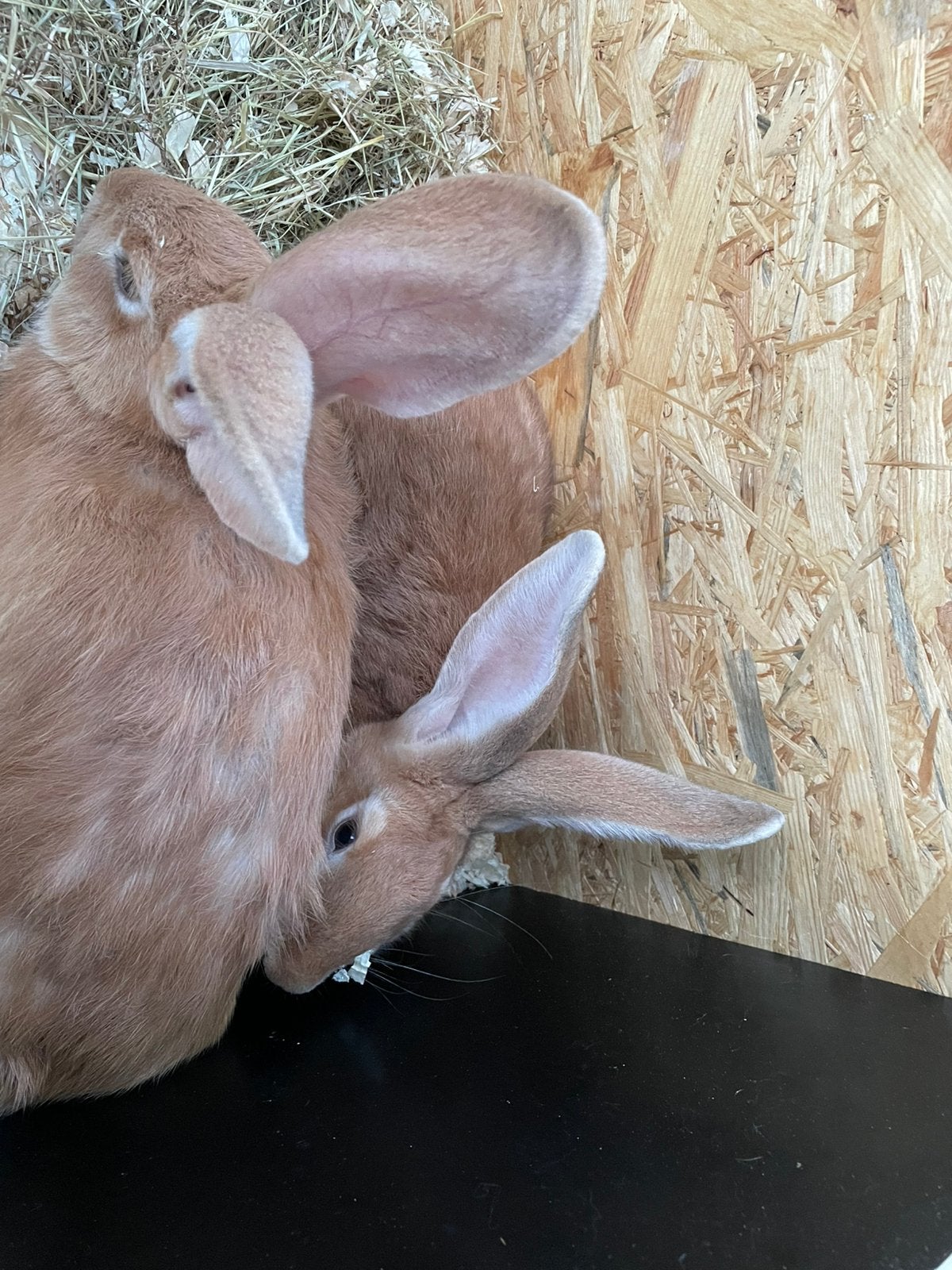 Te koop twee mooie gele Vlaamse reuzen koppel van 2026 april, Plusieurs animaux, Grand, 0 à 2 ans