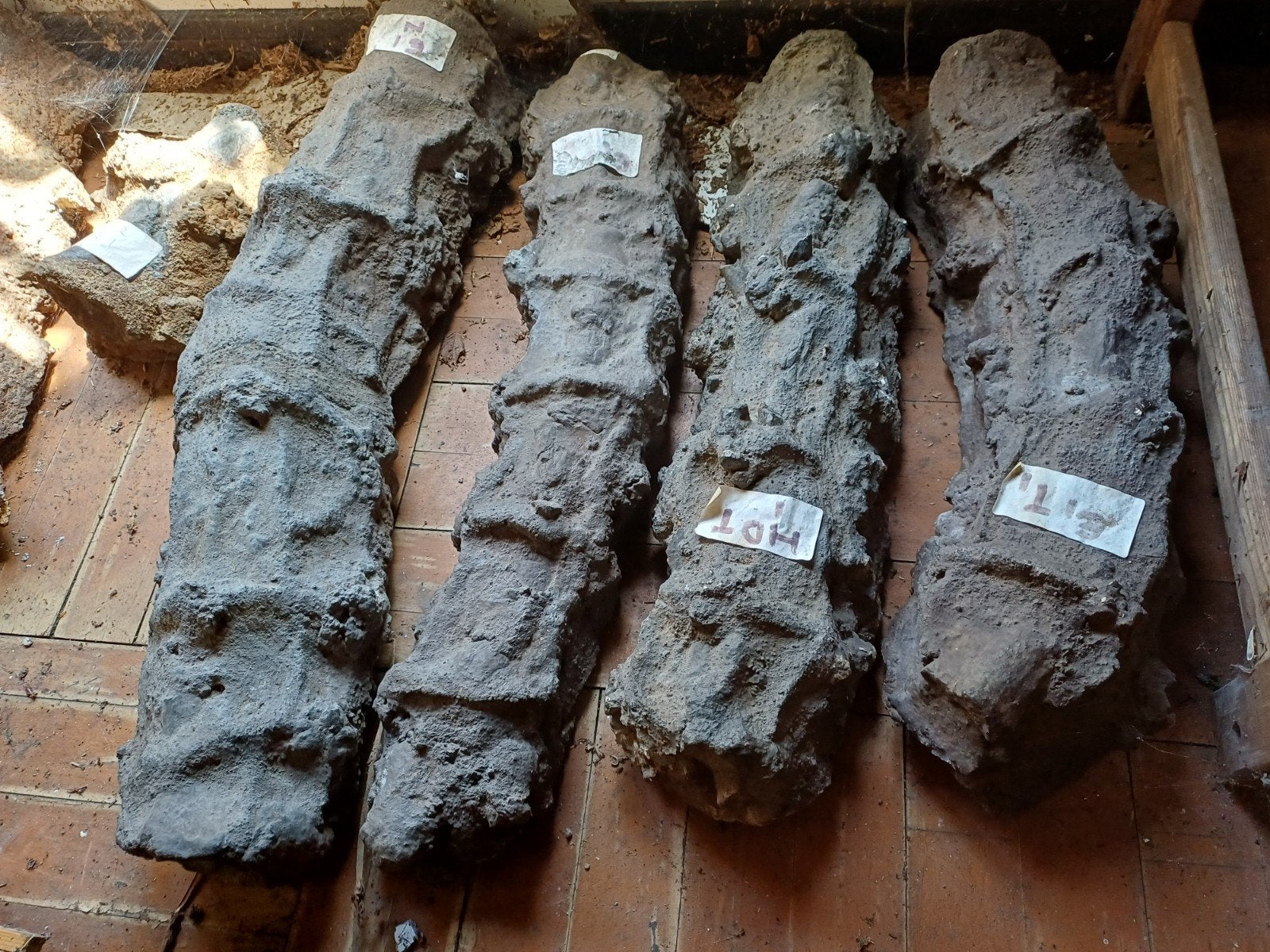 Lot dinostaarten en dinosaurus nekken, Verzamelen, Mineralen en Fossielen, Fossiel, Ophalen of Verzenden