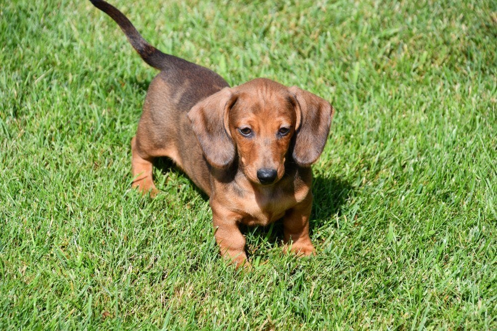 Dwergteckel pups te koop - korthaar, België, 15 weken tot 1 jaar, Korthaar, Dwerg