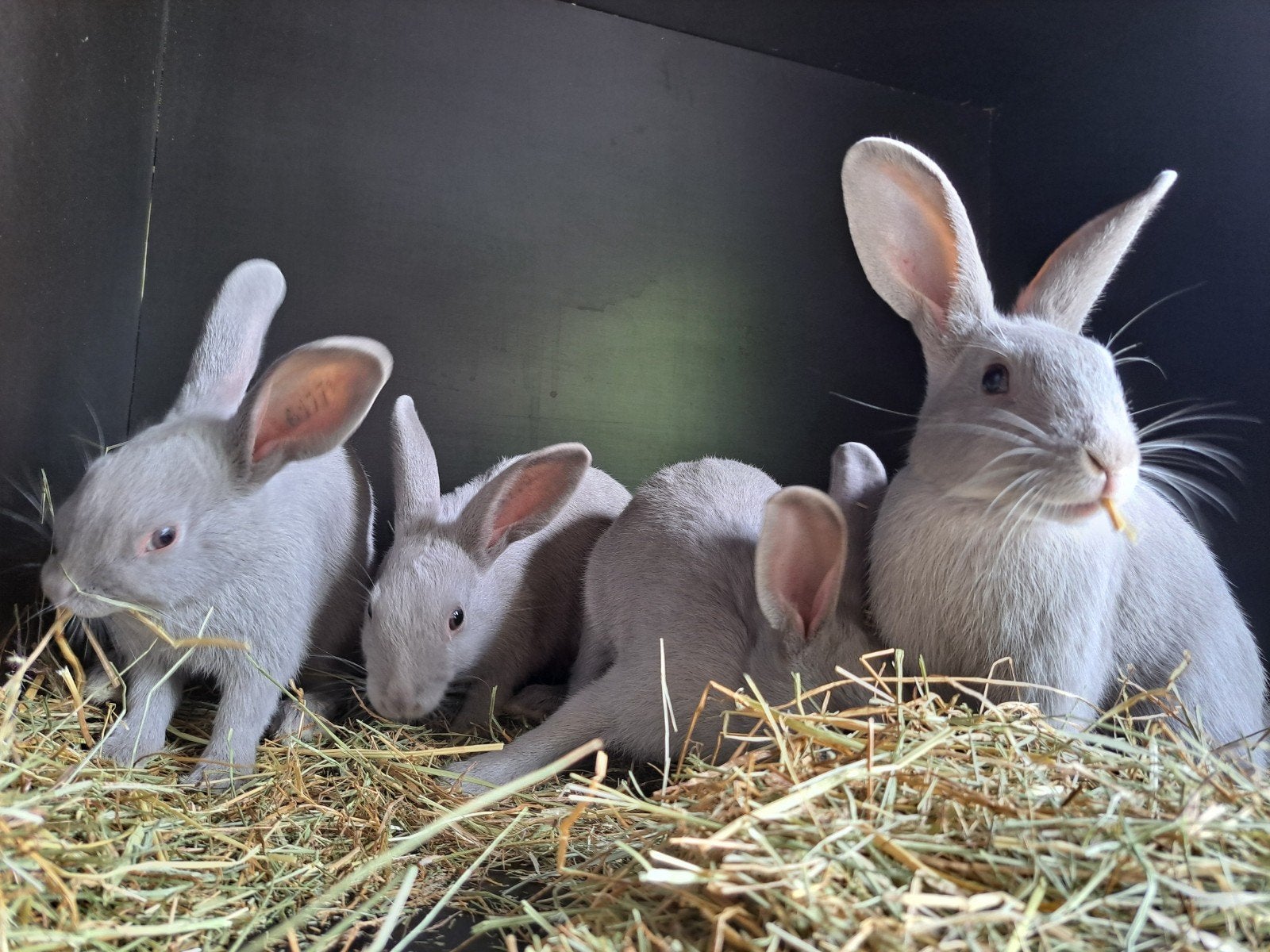 Parelgrijs Van Halle, Meerdere dieren, Klein, 0 tot 2 jaar