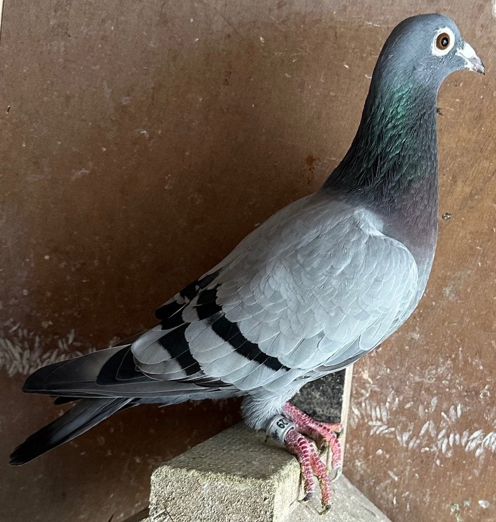 Zwarefond duivin  Van Houten, Dieren en Toebehoren, Vrouwelijk, Postduif