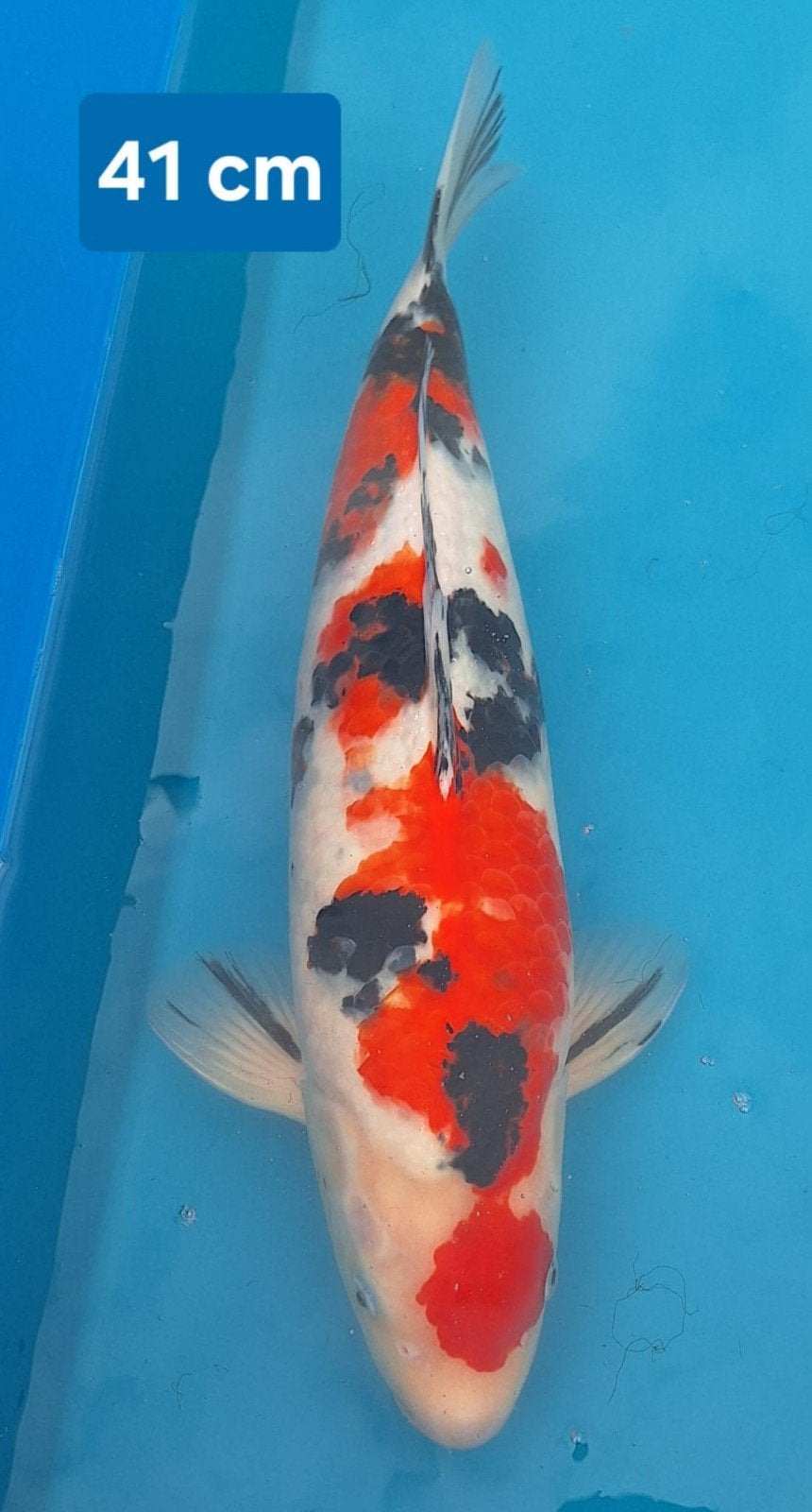 Sanke Ogata 41 cm, Dieren en Toebehoren
