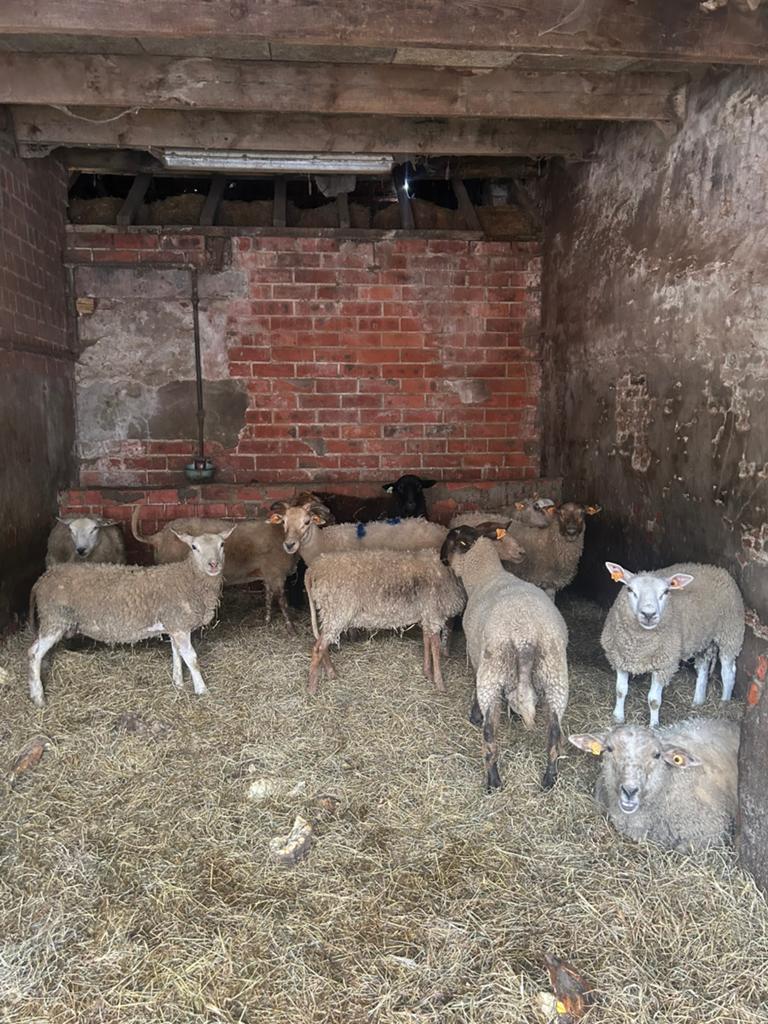 De laatste 10 stuk Schapen rammen tussen de 7 en 9 maa, Schaap