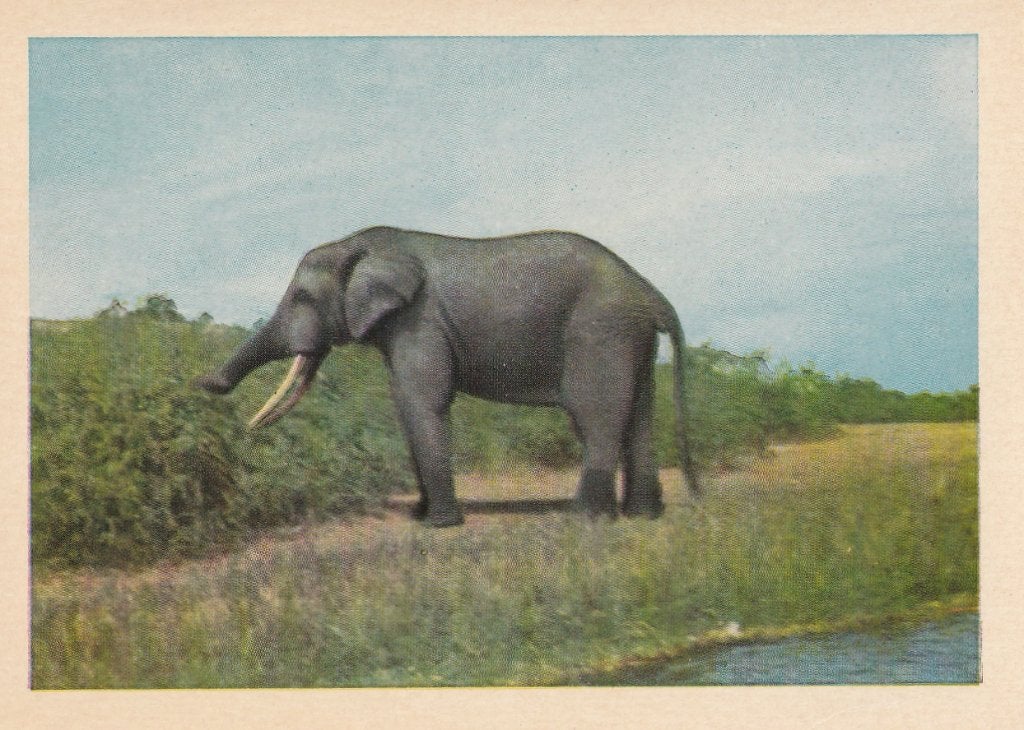 CHROMO  OLIFANT, Envoi, Comme neuf, Animal, Gravure
