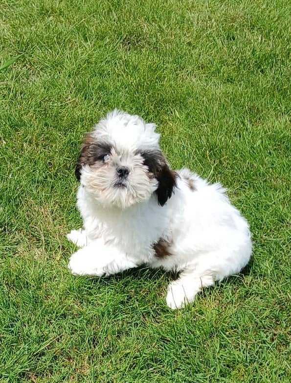 Chiots Shih Tzu, Chien (mâle), Autres races, Belgique, Plusieurs