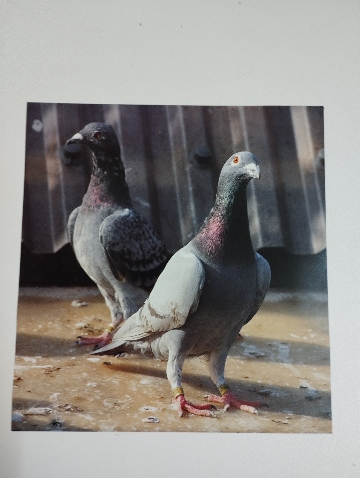 Een prent over een duif, Verzamelen, Ophalen, Prent