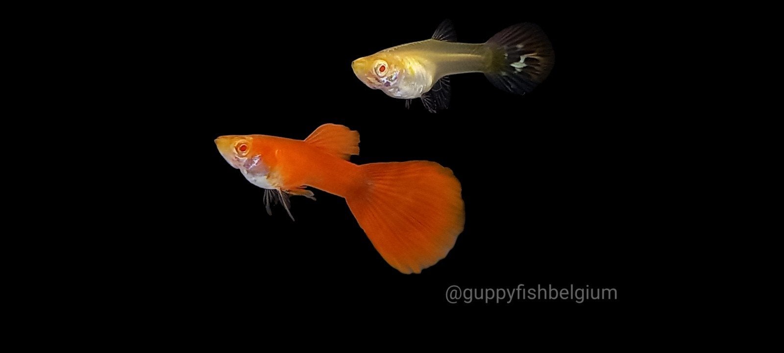 guppen en endlers, Dieren en Toebehoren, Vis, Zoetwatervis, Schoolvis