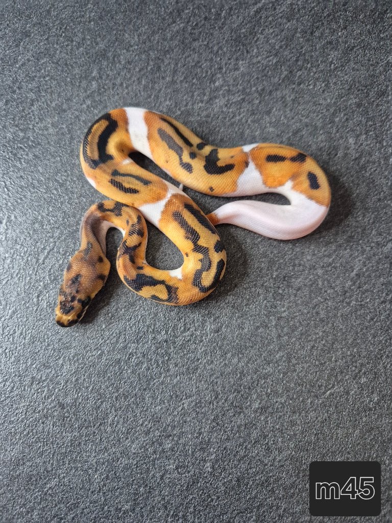 Python regius, Dieren en Toebehoren, Reptielen en Amfibieën, Slang, 0 tot 2 jaar
