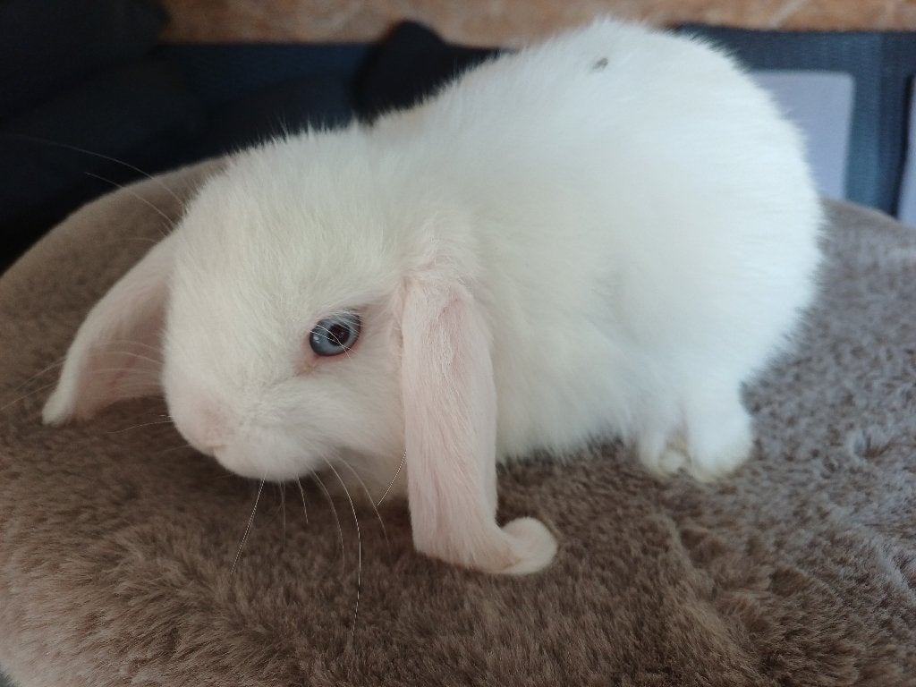 2 knappe wit bo broetjes, Dieren en Toebehoren, Konijnen, Mannelijk, Dwerg, Hangoor, 0 tot 2 jaar