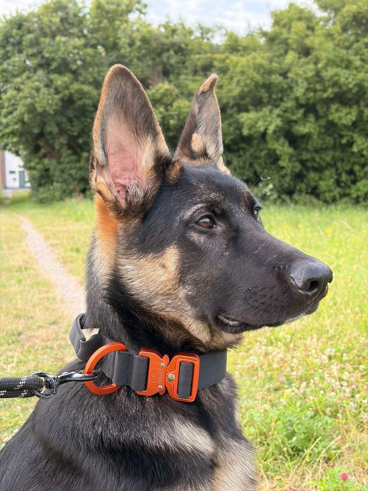 Dogaku Tactical Hondenhalsband — zwart en oranje, Overige merken, Ophalen of Verzenden, Nieuw, Halsband