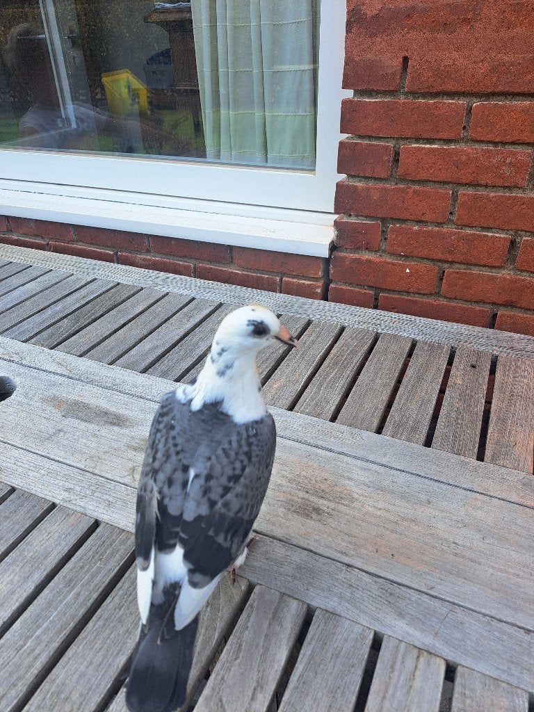 Duif (duivin)