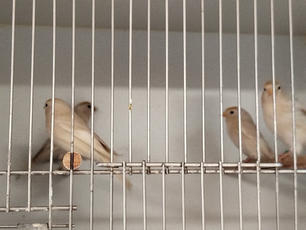 Cabaret barmsijzen, Dieren en Toebehoren