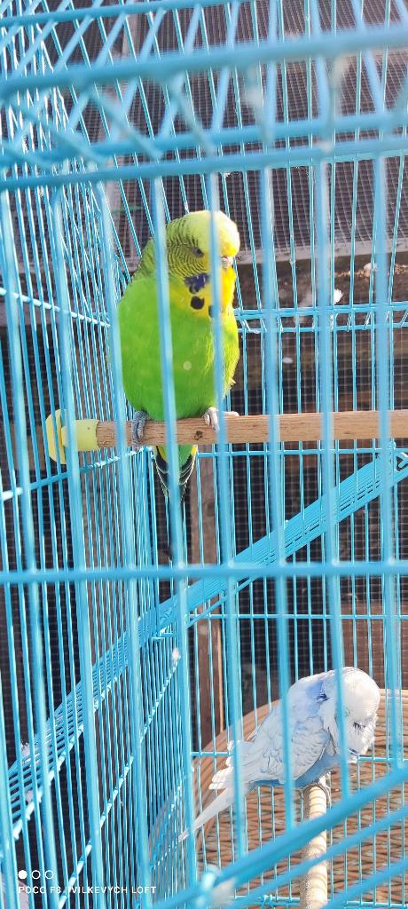 Parakeet, Animaux & Accessoires, Oiseaux | Perruches & Perroquets, Perroquet, Domestique