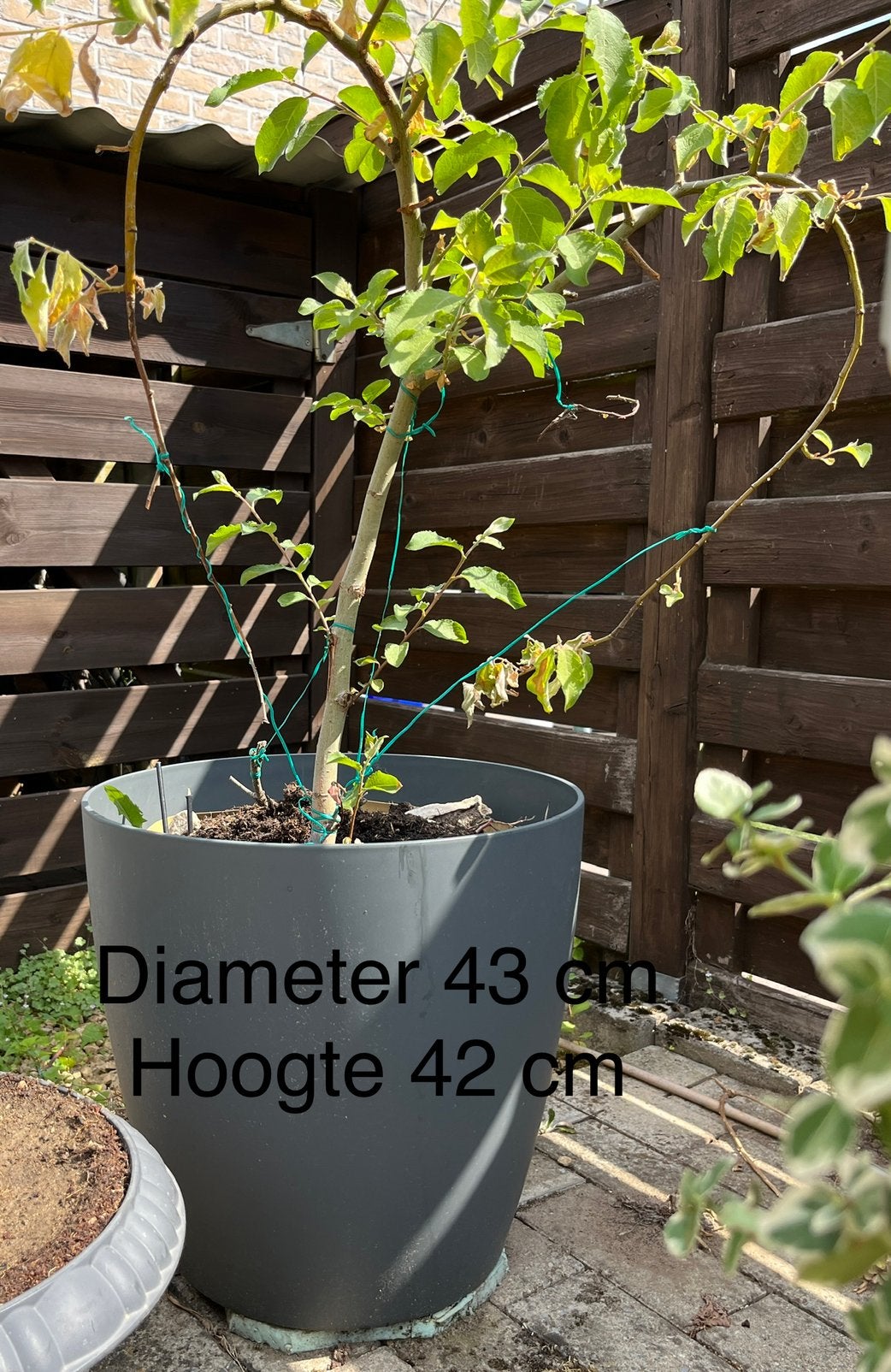 Grote plantenpot met of zonder (hart)boom, Ophalen, Kunststof, Gebruikt, Rond